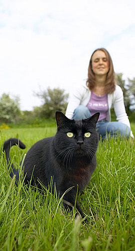 Which Personality Does Your Cat Have?