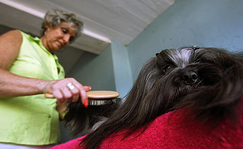 Do Your Pets Battle the Brush?