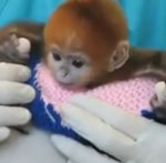 Someone Just Won the Cute Olympics