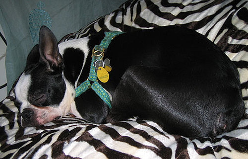 "Boston Terror" Chronicles: North Loves petLINENS!