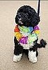 Meet Bo: The Obamas "First Dog"