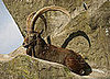 Guess What Animal?