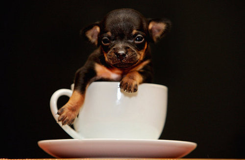 Tom Thumb In a Teacup! Tom Thumb In a Teacup!