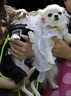 Freaky or Fabulous: Pet Weddings?