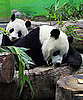 Panda Joke Causes National Uproar: In the LINK of an Eye!