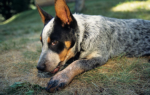 Why Do Dogs Eat Grass?