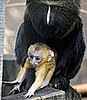 Owl-Faced Monkey Baby!