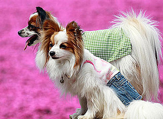 Guess What Breed?