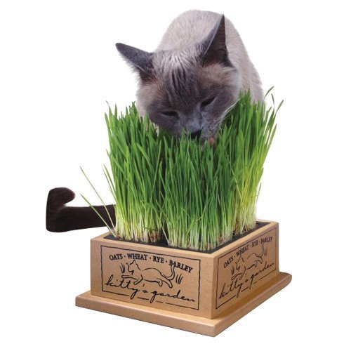 Kitty Garden