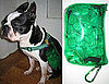 A Carabiner Lets Your Dog Carry His Own Weight Like North