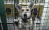 Wild Animals Need Furs