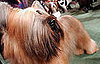 Guess What Breed?