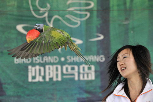 Birds (Not) Behaving Badly Birds (Not) Behaving Badly