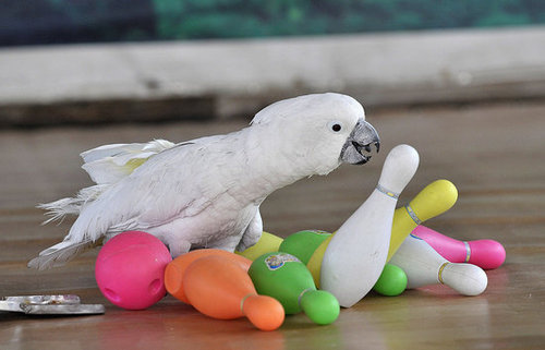 Birds (Not) Behaving Badly Birds (Not) Behaving Badly