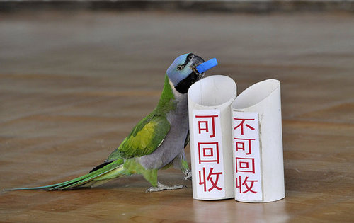 Birds (Not) Behaving Badly Birds (Not) Behaving Badly