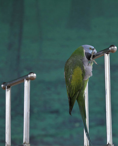 Birds (Not) Behaving Badly Birds (Not) Behaving Badly