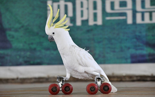 Birds (Not) Behaving Badly Birds (Not) Behaving Badly
