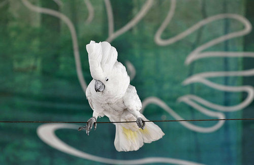 Birds (Not) Behaving Badly Birds (Not) Behaving Badly