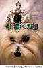 Dog Gets a $4.2 Million Tiara: In the LINK of an Eye!