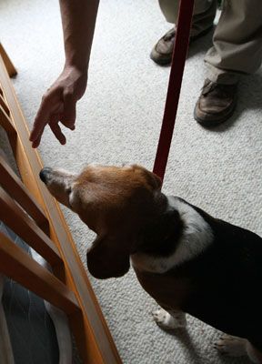 Dogs Hired To Sniff Bed Bugs Dogs Hired To Sniff Bed Bugs
