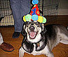 Pet Pic of the Day: Patterson's Speedy Recovery