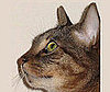 Pet Pic of the Day: Kitty's Pretty Profile