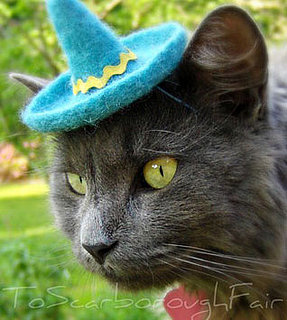Tu Gato Necesita Un Sombrero