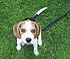 Pet Pic of the Day: Don't Be Fooled by Charlotte's Sweet Face