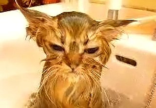 How Often Do You Bathe Your Cat?