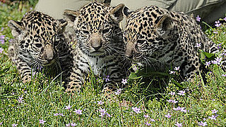 There's Three Times the Baby Jaguar Fun With New, Cute Cubs