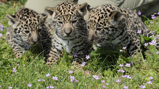 Meet Berlin's Baby Jaguars!