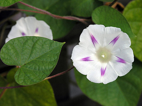 Image Image