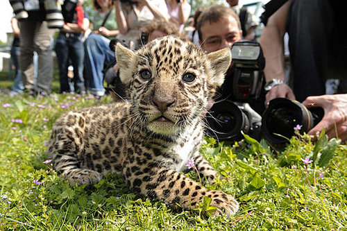 Meet Berlin's Baby Jaguars! Meet Berlin's Baby Jaguars!