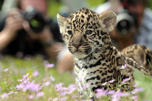 Meet Berlin's Baby Jaguars! Meet Berlin's Baby Jaguars!