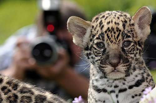 Meet Berlin's Baby Jaguars! Meet Berlin's Baby Jaguars!