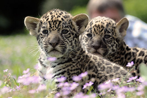 Meet Berlin's Baby Jaguars! Meet Berlin's Baby Jaguars!
