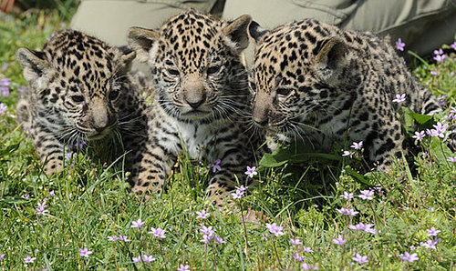 Meet Berlin's Baby Jaguars! Meet Berlin's Baby Jaguars!