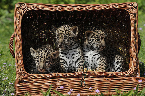 Meet Berlin's Baby Jaguars! Meet Berlin's Baby Jaguars!