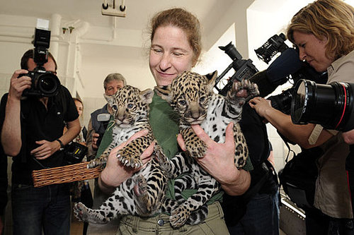 Meet Berlin's Baby Jaguars! Meet Berlin's Baby Jaguars!
