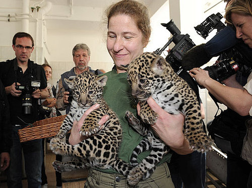 Meet Berlin's Baby Jaguars! Meet Berlin's Baby Jaguars!