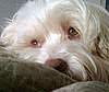Pet Pic of the Day: Bailey Turns Up the Charm