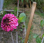 Identify Plants That Can Poison Your Pet!
