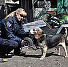 I Work With Animals! Paw Nation Interviews an Animal Cop