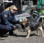 I Work With Animals! Paw Nation Interviews an Animal Cop