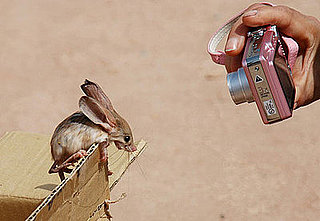 Name This Rodent!
