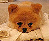 Pet Pic of the Day: Boo After a Bath