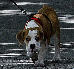 Which Celebrities Own Bulldogs