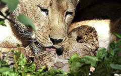 Lioness Kisses Her Blind Babies!