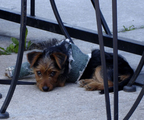 Top 10 Ways Your Pets Break Bones! Top 10 Ways Your Pets Break Bones!