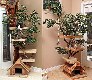 Cat Tree Houses: Spoiled Sweet or Spoiled Rotten?